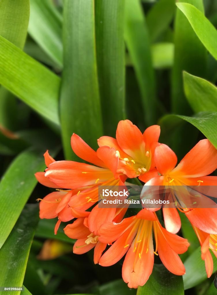 Orange Lillies Flower California Stock Photo