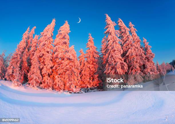 Magische Baum Zu Weihnachten Stockfoto und mehr Bilder von Baum - Baum, Beleuchtet, Beschaulichkeit