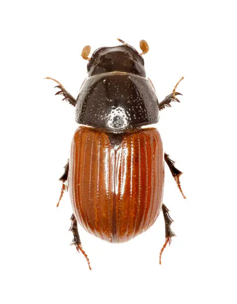 Dung Beetle Aphodius on white Background  -  Aphodius fimetarius (Linnaeus, 1758)