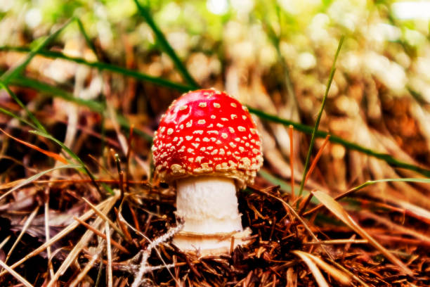 amanita muscaria trujące grzyby niejadalne w lesie - zdjęcie stockowe - mushrooms mushroom fungus fungi undergrowth zdjęcia i obrazy z banku zdjęć