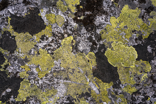 Lichen  like geographic map on rock of Hardangervidda plane after melting snow at the end of April. It is in the biggest National Park in Europe. This is the last days of Skiing season in NP and time for reindeer for its summer resort (food)..