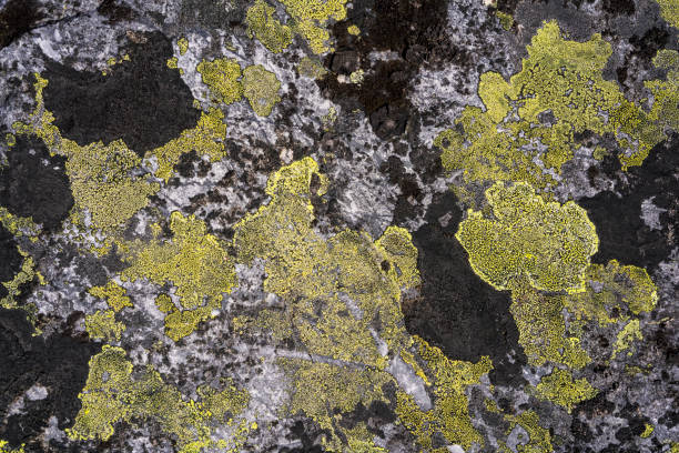 Lichen like geographic map on Hardangervidda plane in Norway Lichen like geographic map on rock of Hardangervidda plane after melting snow at the end of April. It is in the biggest National Park in Europe. This is the last days of Skiing season in NP and time for reindeer for its summer resort (food).. green map of norway stock pictures, royalty-free photos & images