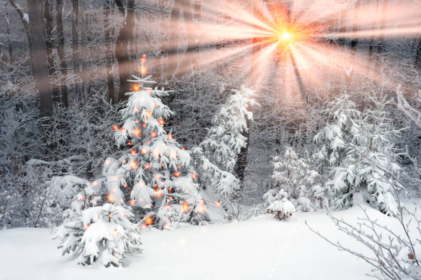 istock fog and frost in the Carpathians 849403762