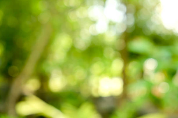 istock abstract green bokeh Nature background 849404196