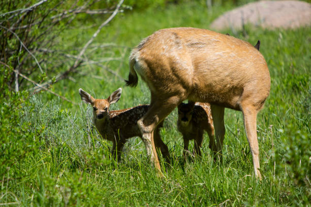 istock Mother Deer and Two Fawns 849404326