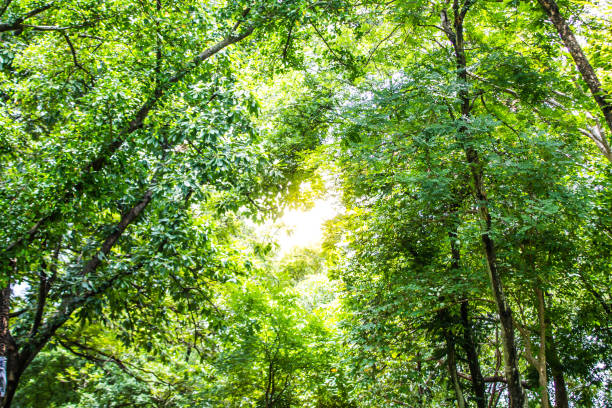 istock Leaves green, sunshine in spring wild nature 849404372