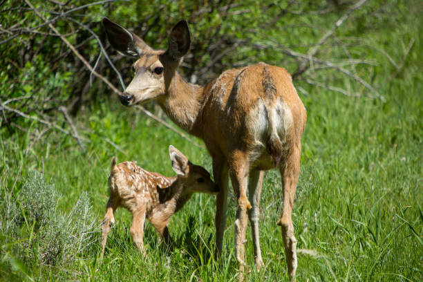 istock Adult Deer and Fawn 849404384