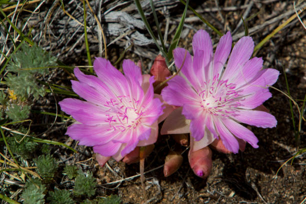 Bitterroot Pair Close Up Bitteroot flowers in the high country of the Laramire Range in Wyoming. lewisia rediviva stock pictures, royalty-free photos & images