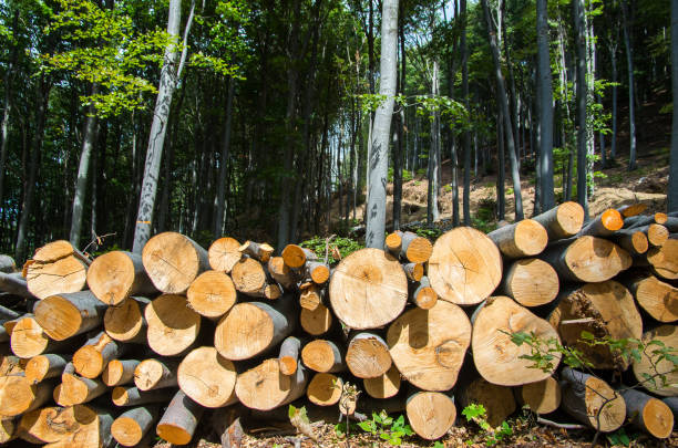 istock trees felled and stored for the industry 849409934