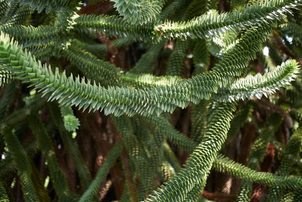 Monkey puzzle tree Monkey puzzle tree araucaria araucana flower stock pictures, royalty-free photos & images