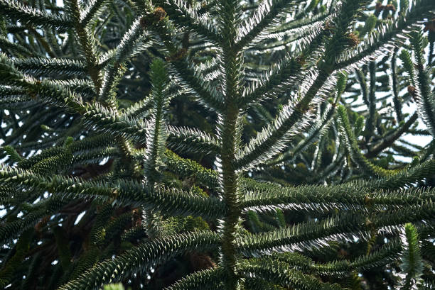 Monkey puzzle tree Monkey puzzle tree araucaria araucana flower stock pictures, royalty-free photos & images