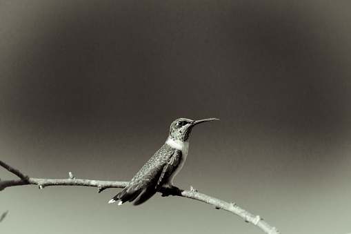 Female Ruby-Red Throated Humming Bird perched on a branch wathching for intruders in Searcy, Arkansas 2017