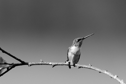 Female Ruby-Red Throated Humming Bird perched on a branch wathching for intruders in Searcy, Arkansas 2017