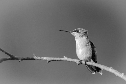 Ruby-Red Throated Humming Bird perched on a branch wathching for intruders in Searcy, Arkansas 2017