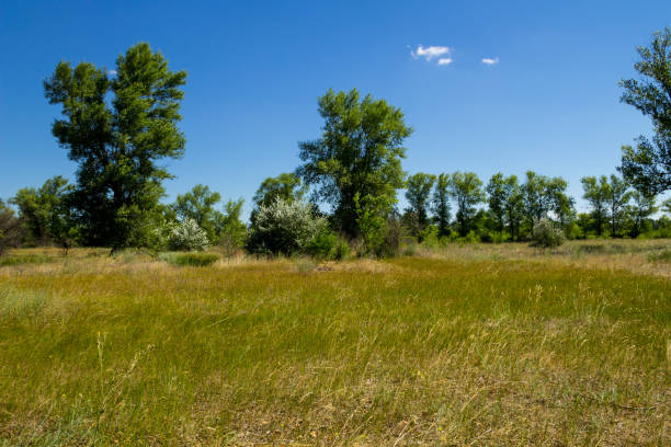 istock Summer landscape with green trees, meadow and blue sky 849417828