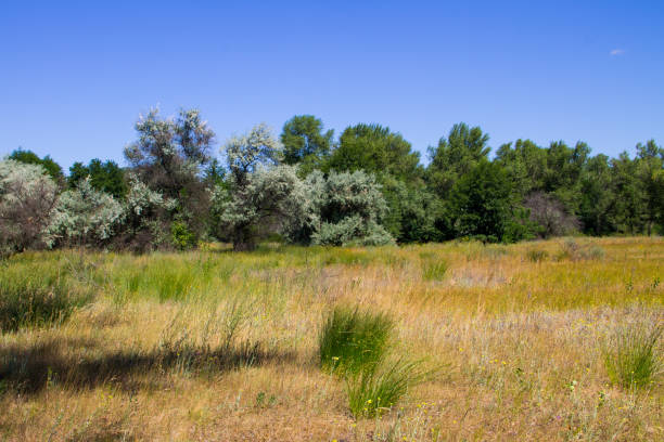 Summer landscape with green trees, meadow and blue sky
