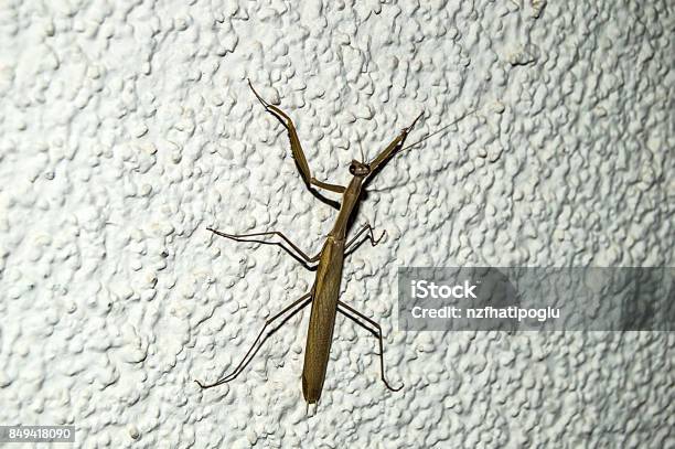 Grasshopper Climbing The Wall Stock Photo - Download Image Now - Animal, Animal Antenna, Animal Wildlife