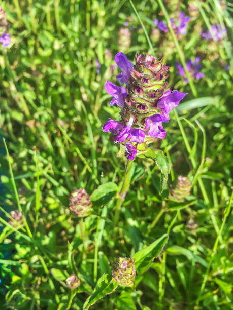 istock Common self-heal or heal-all Prunella vulgaris 849418618