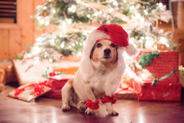 istock Christmas for Pets Santa Claus 849428304