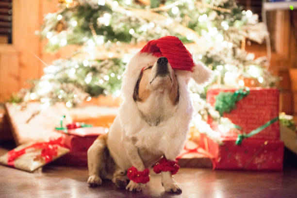 istock Christmas for Pets Santa Claus 849428764