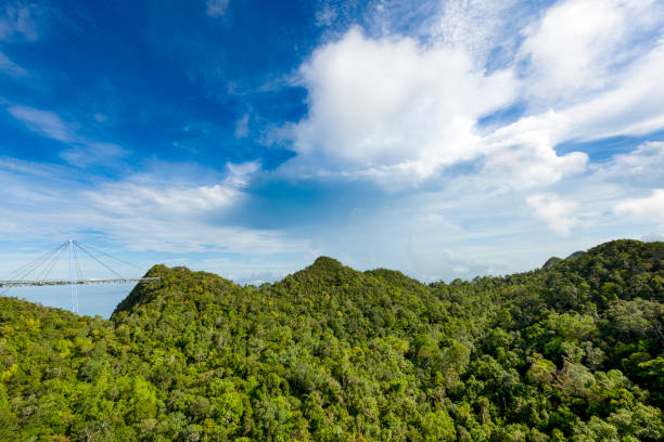 랑카위 skybridge 파노라마 - tropical rainforest elevated walkway pulau langkawi malaysia 뉴스 사진 이미지