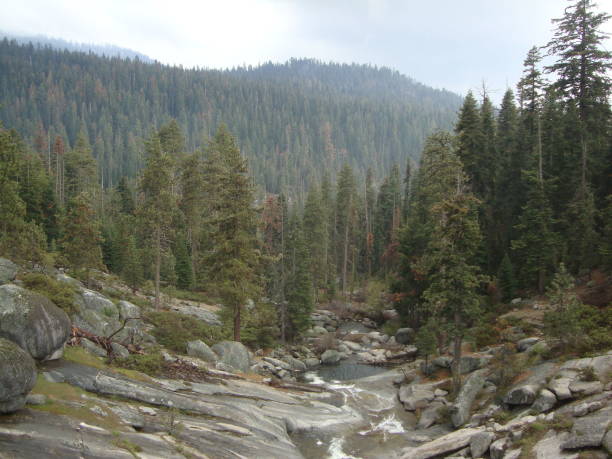 istock A Stream in Sequoia National Park 849431536