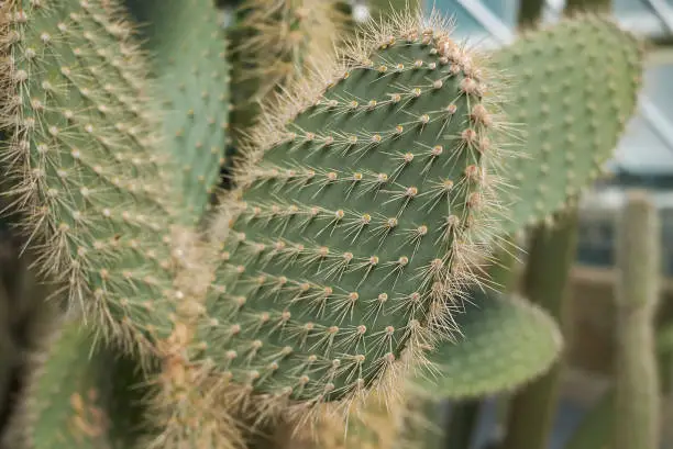 Photo of Opuntia Echios