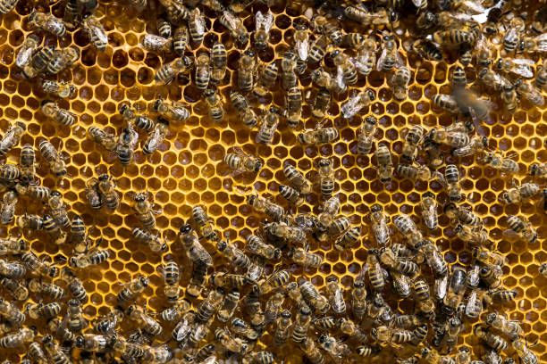 istock The bee hive is shot close-up 849435610