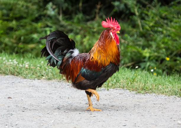 istock Cock on a farm in Germany 849436402