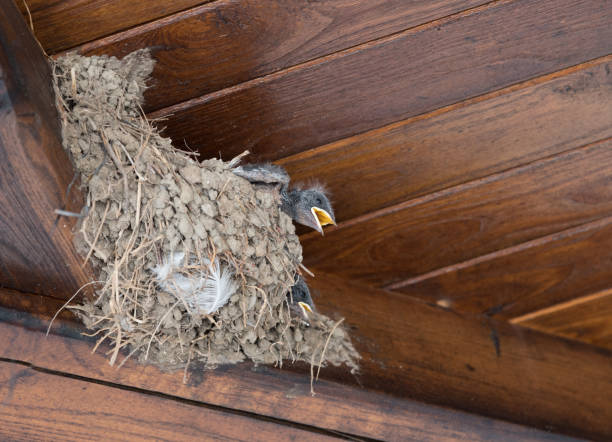 Young Barn Swallow awaits feeding from parents in nest