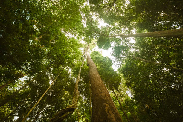 istock Jungle forest. Beauty nature landscape background 849437122