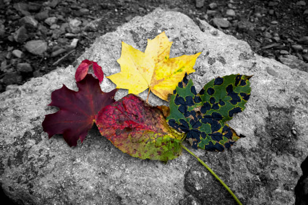 Autumn colorful leaves. Slovakia