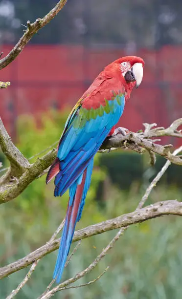 Portrati of scarlet macaw (Ara macao) full body close up.