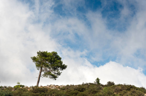 pino solitario sul pendio di una collina - pine tree in a row forest solitude foto e immagini stock
