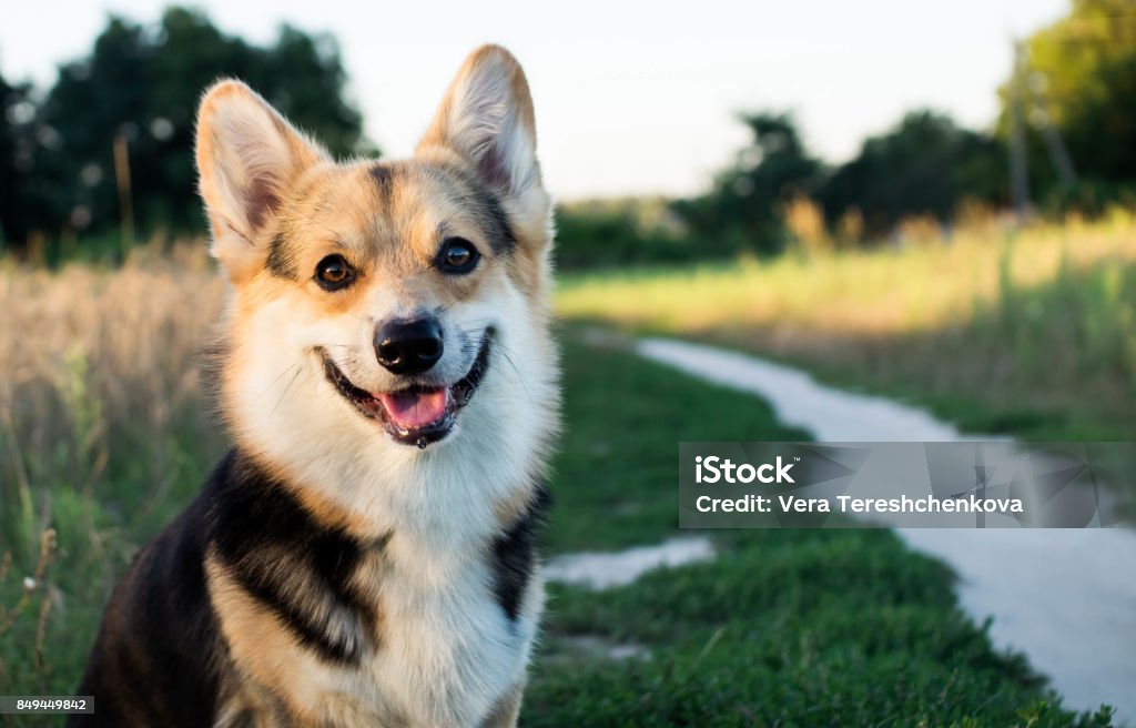 Un heureux et actif pur sang Welsh Corgi chien à l’extérieur de la route sur une journée ensoleillée. - Photo de Chien libre de droits