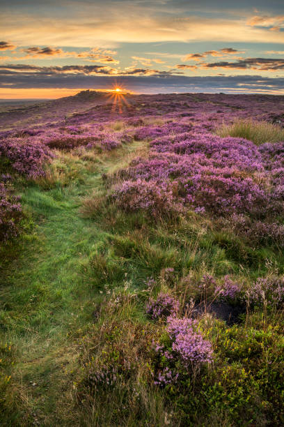 istock Stunning dawn sunrise landscape image of heather on Higger Tor in Summer in Peak District England 849454264