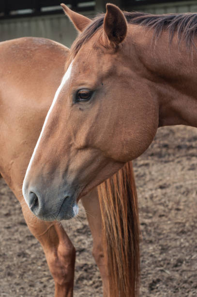 istock brown horse in a riding stable 849455684