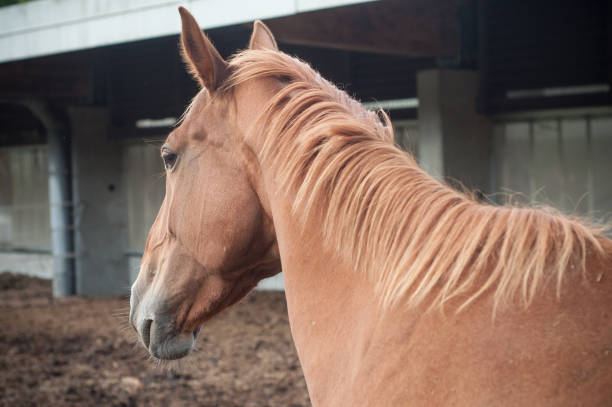 istock brown horse in a riding stable 849460684