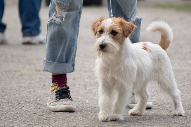 istock Young dog Jack Russell terrier 849464832