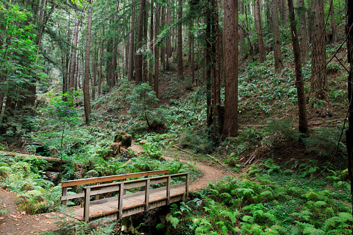 Purisima Creek Redwoods Open Space Preserve, Woodside, San Mateo County, California, USA.