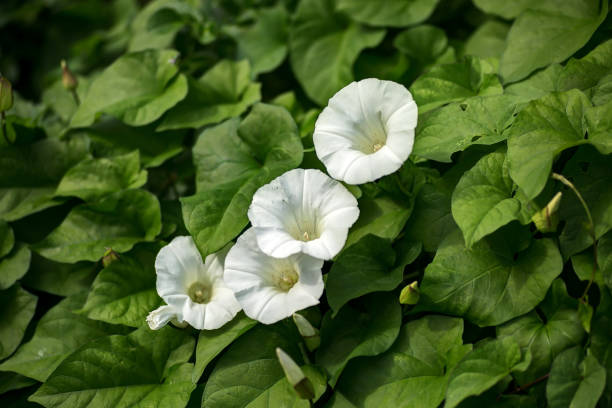 Hedge Bindweed - Calystegia sepium Hedge Bindweed - Calystegia sepium bindweed photos stock pictures, royalty-free photos & images
