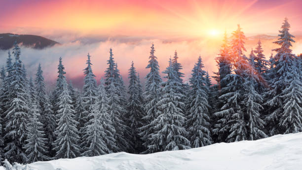 istock frosty sunrise in Carpathians 849480092