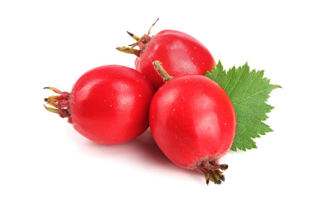 istock Hawthorn berry with leaf isolated on white background close-up 849485786