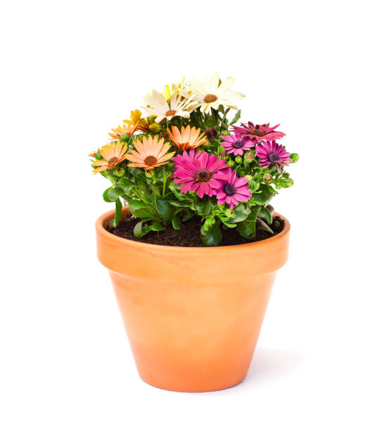 Colorful  cape daisy flowers in a ceramic flowerpot isolated Colorful  cape daisy flowers in a ceramic flowerpot isolated crown daisy stock pictures, royalty-free photos & images