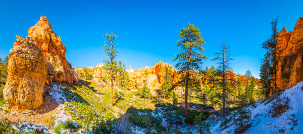 parque nacional bryce canyon pinheiros e pináculos hoodo utah - nevada pine tree bristlecone pine snow - fotografias e filmes do acervo