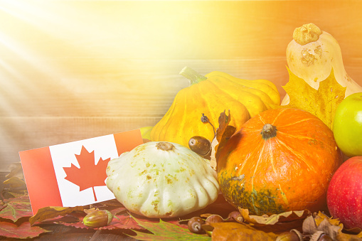 Happy Thanksgiving Day in Canada. Vegetables, pumpkins, squash, apples, maple and oak leaves, acorns on a wooden background. Harvest and yellow autumn leaves on a wooden table.