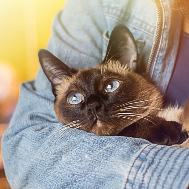 istock Girl holds in his hands a beautiful Siamese cat 849489918