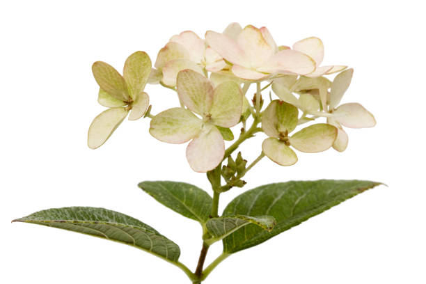 istock Inflorescence of hydrangea, lat. Hydrangea paniculata, isolated on white background 849490448