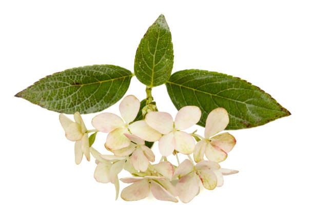 istock Inflorescence of hydrangea, lat. Hydrangea paniculata, isolated on white background 849490544