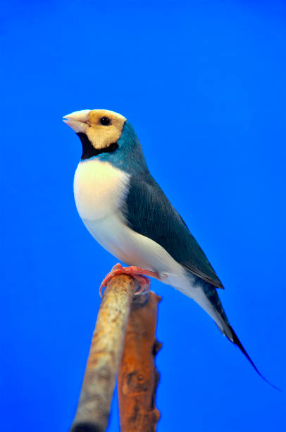 ladYGOULDIAN goulds gouldian finch stock pictures, royalty-free photos & images